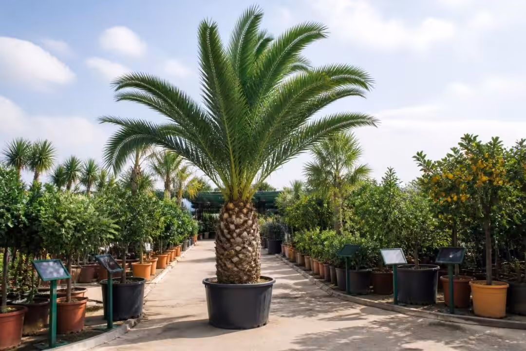 découvrez comment acheter un palmier canarie phoenix canariensis en pépinière spécialisée en agrumes. suivez nos conseils et recommandations pour choisir et entretenir ce magnifique palmier.