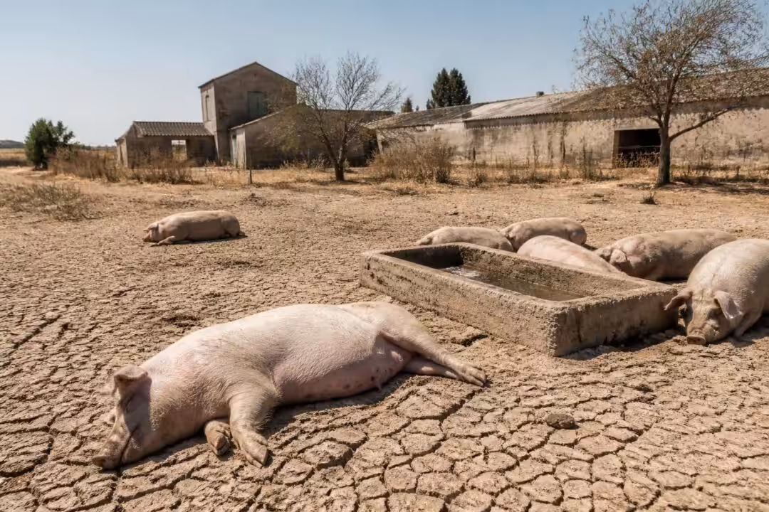canicule dans l'ouest de la france : une mortalité massive touche gravement les élevages porcins, impactant l'agriculture locale et les producteurs.