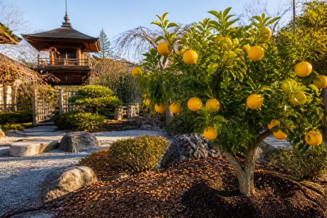 découvrez notre guide complet sur le citronnier yuzu japonais bio : conseils d'achat, techniques de plantation et astuces pour des soins efficaces afin d'obtenir un arbre sain et productif.