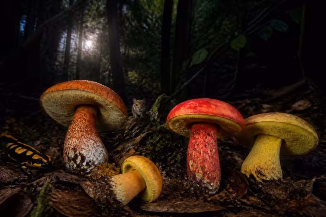 découvrez les secrets fascinants des bolets toxiques, une exploration entre danger et curiosité pour mieux comprendre ces champignons mystérieux.