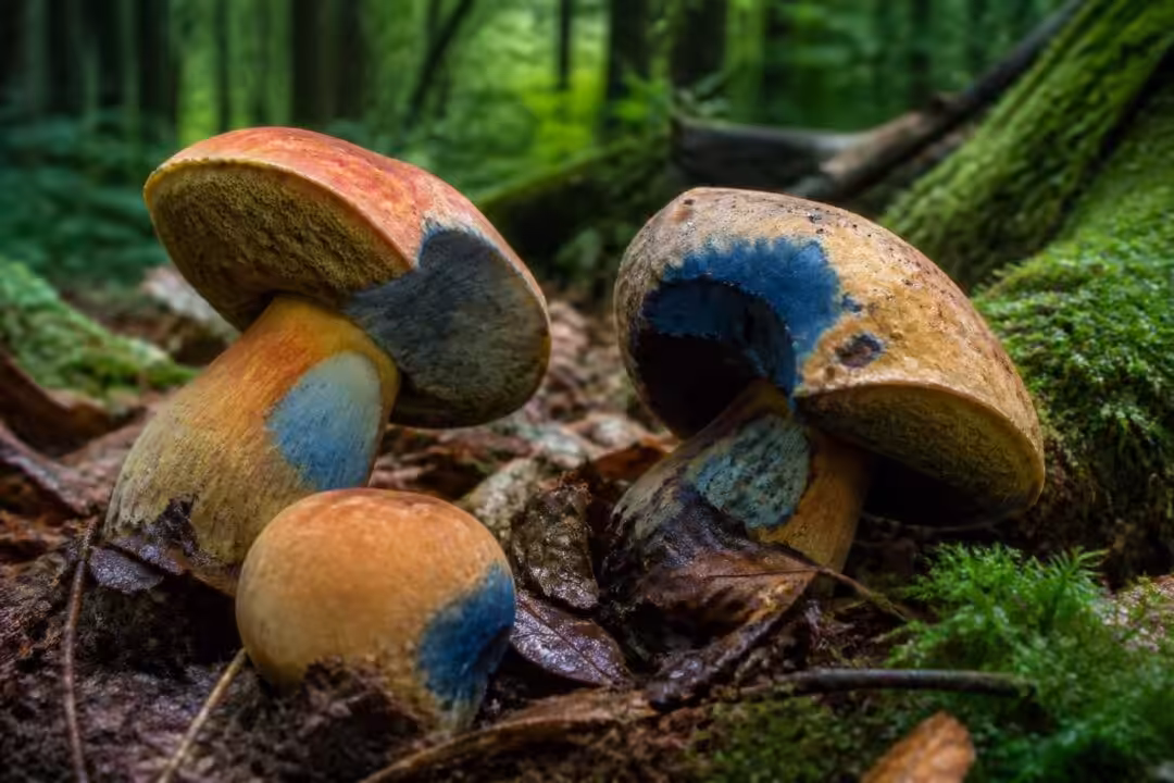 découvrez l'univers captivant des bolets qui changent de couleur en virant au bleu, une exploration fascinante des caractéristiques et mystères de ces champignons uniques.