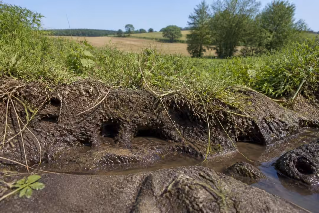 découvrez comment identifier, prévenir et traiter l'inondation causée par les galeries de campagnols pour protéger efficacement vos terres et jardins.