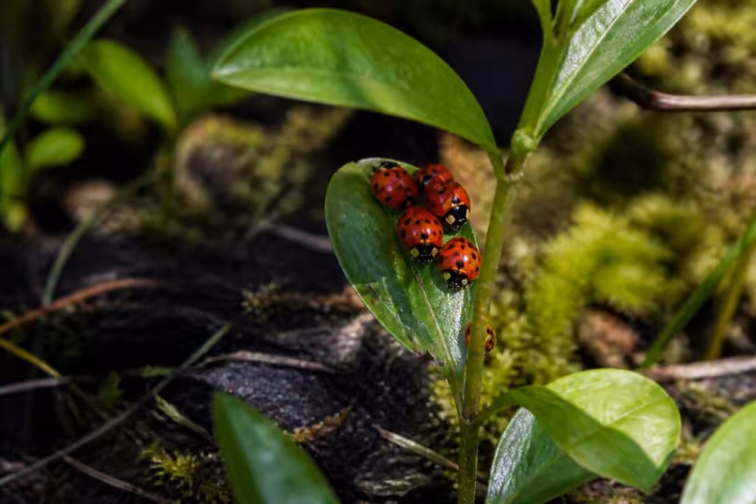 découvrez comment identifier un nid de coccinelles et adopter des solutions naturelles pour le gérer efficacement, tout en protégeant votre environnement.