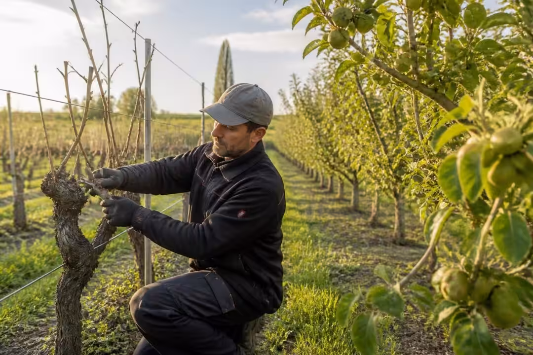découvrez quand tailler la vigne et comment bien tailler vos arbres fruitiers pour optimiser la croissance et assurer une meilleure récolte saison après saison.