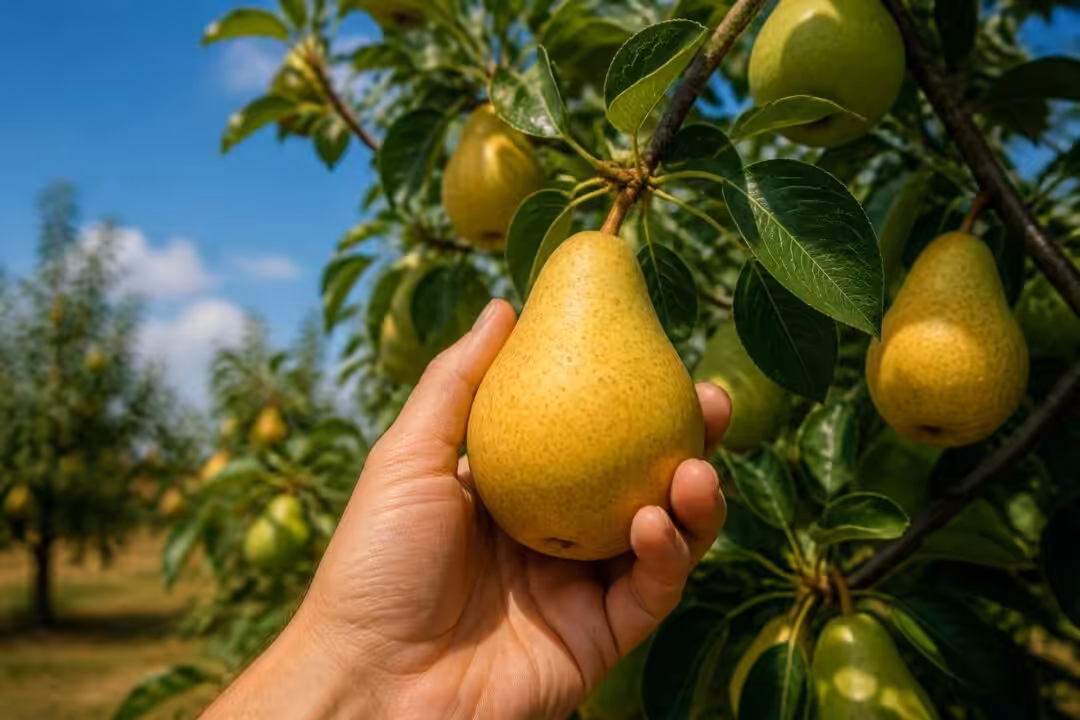 découvrez comment reconnaître les indices de maturité pour une récolte de poires parfaite et savoureuse. conseils pratiques pour cueillir vos fruits au bon moment.