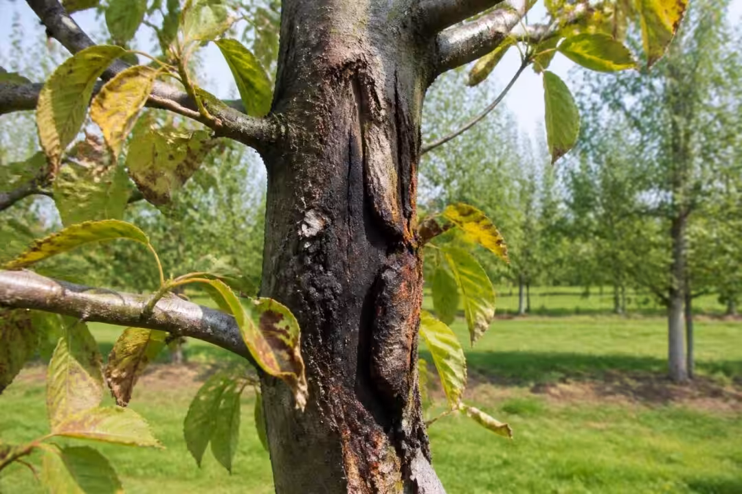 apprenez à identifier le chancre des arbres fruitiers, comprendre ses symptômes et adopter des méthodes efficaces de prévention pour protéger votre verger.