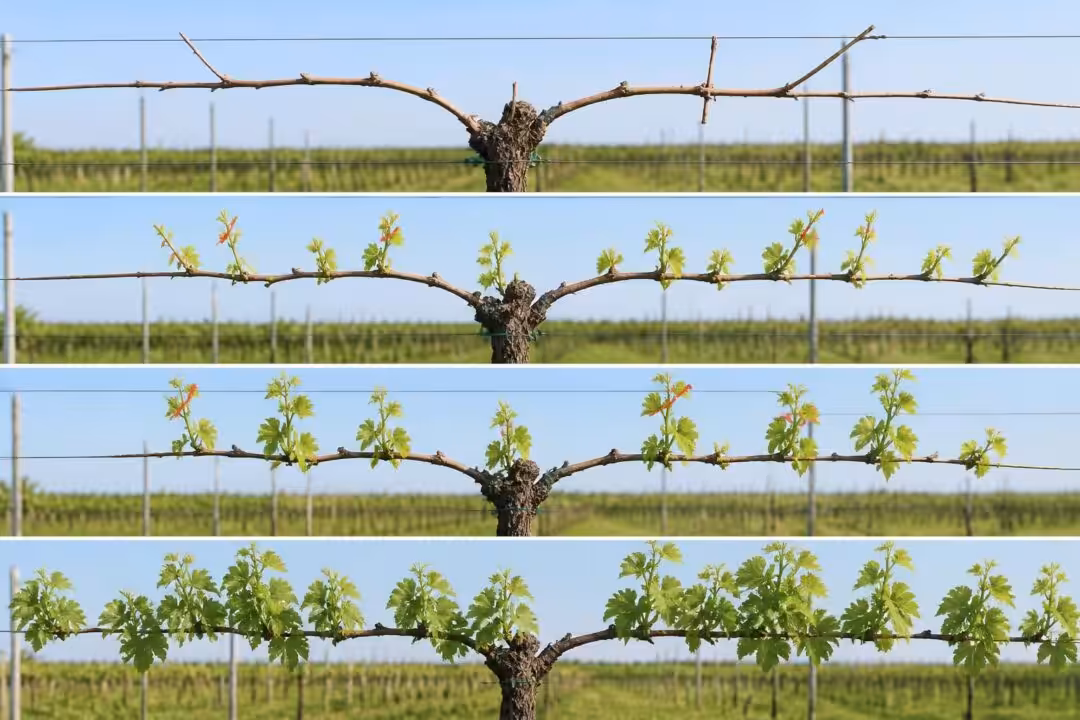 découvrez un guide complet et facile à suivre pour le schéma de palissage de la vigne, avec des conseils de taille pas à pas spécialement conçus pour les débutants en viticulture.
