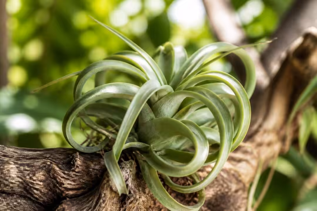 découvrez le tillandsia raquette, une plante époustouflante au design unique, parfaite pour apporter une touche d'originalité à votre intérieur.