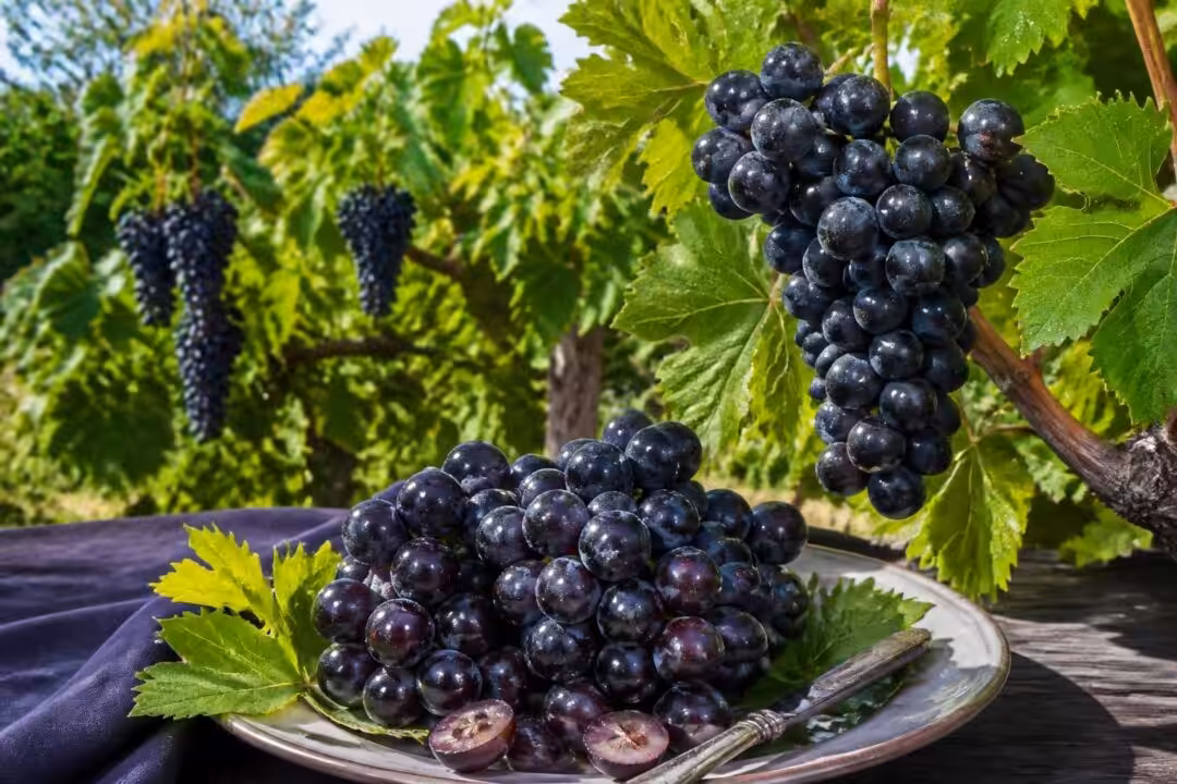 découvrez tout sur le raisin noir muscat de hambourg, de sa culture au jardin jusqu'à ses utilisations gourmandes dans votre assiette.