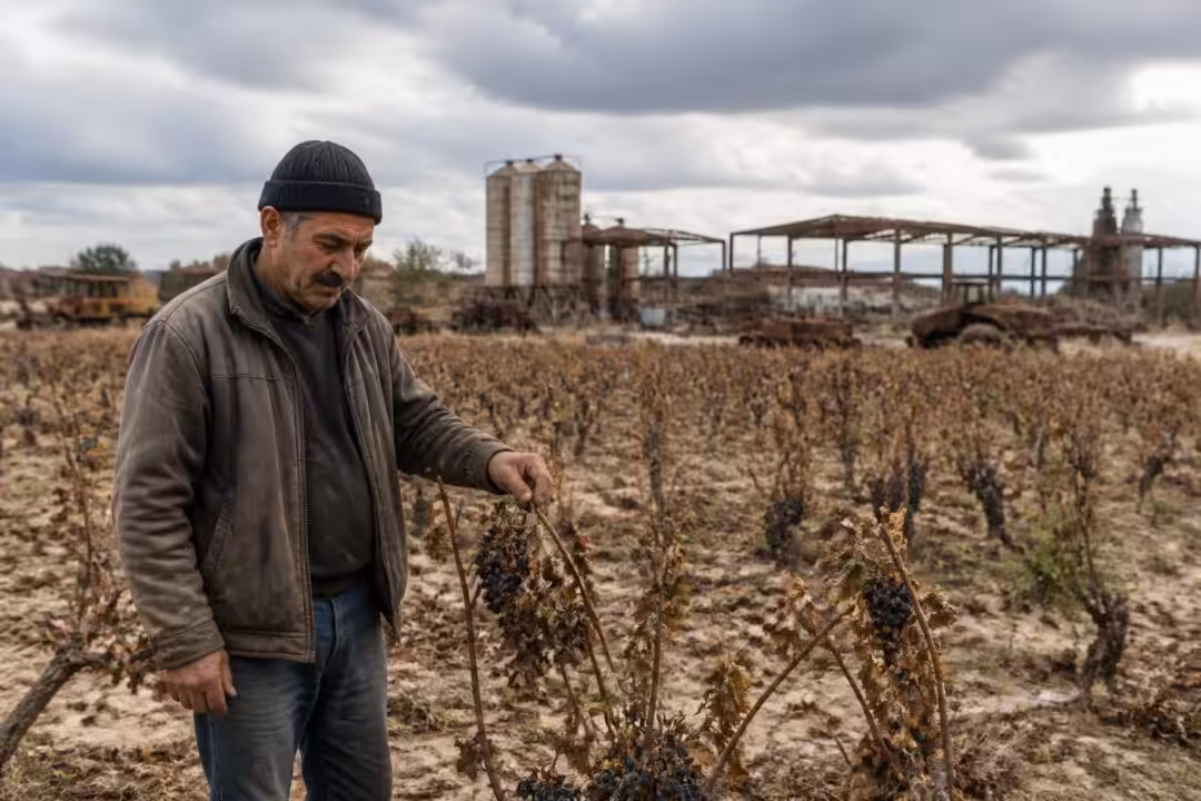découvrez une analyse approfondie de la crise viticole en tunisie, explorant les causes d’un échec industriel majeur dans le secteur de l'agriculture.