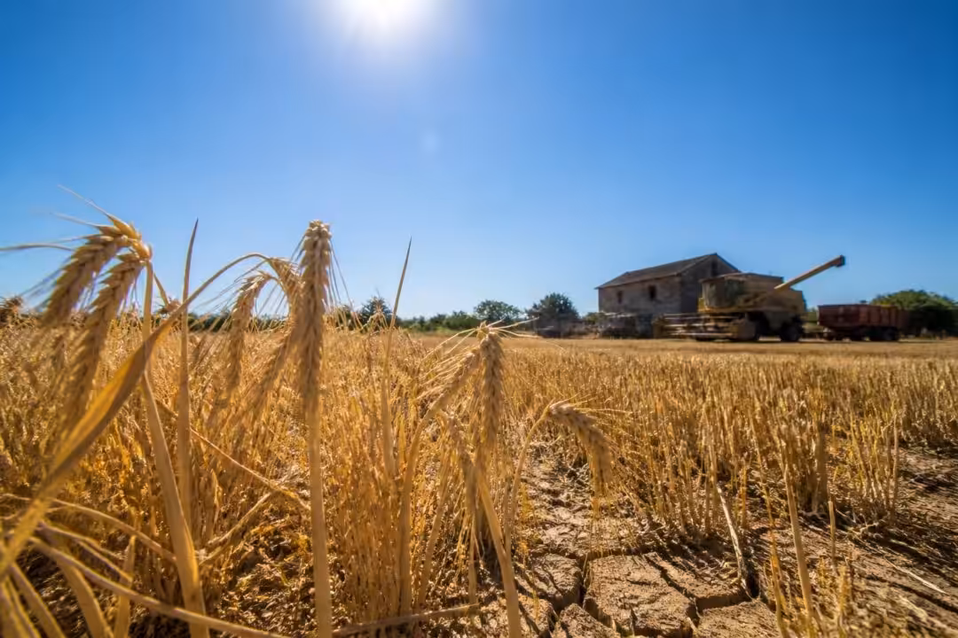 cette année, la récolte de blé en france connaît une baisse de 4 % en raison des épisodes caniculaires qui affectent l'agriculture nationale.