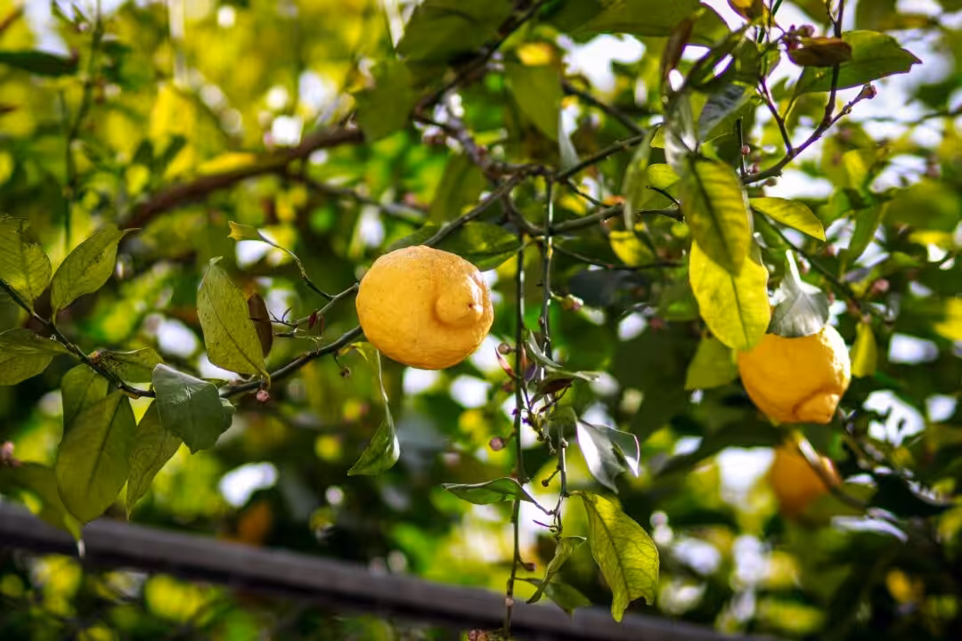 Acheter un citeonnier citronnier 4 saisons : guide complet de la pépinière spécialisée en agrumes