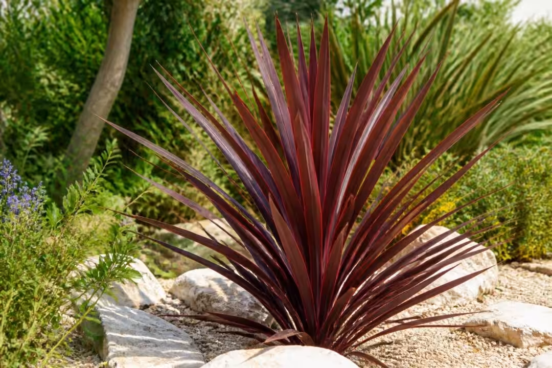 découvrez comment bien choisir, planter et entretenir la cordyline yucca rouge pourpre australe red pour embellir votre extérieur avec cette plante aux couleurs vibrantes.
