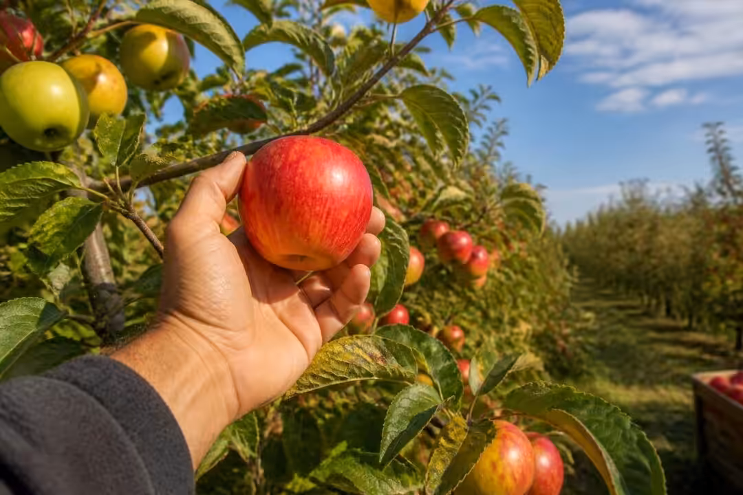 découvrez comment reconnaître les signes de maturité des pommes pour une récolte optimale et des fruits parfaitement savoureux.