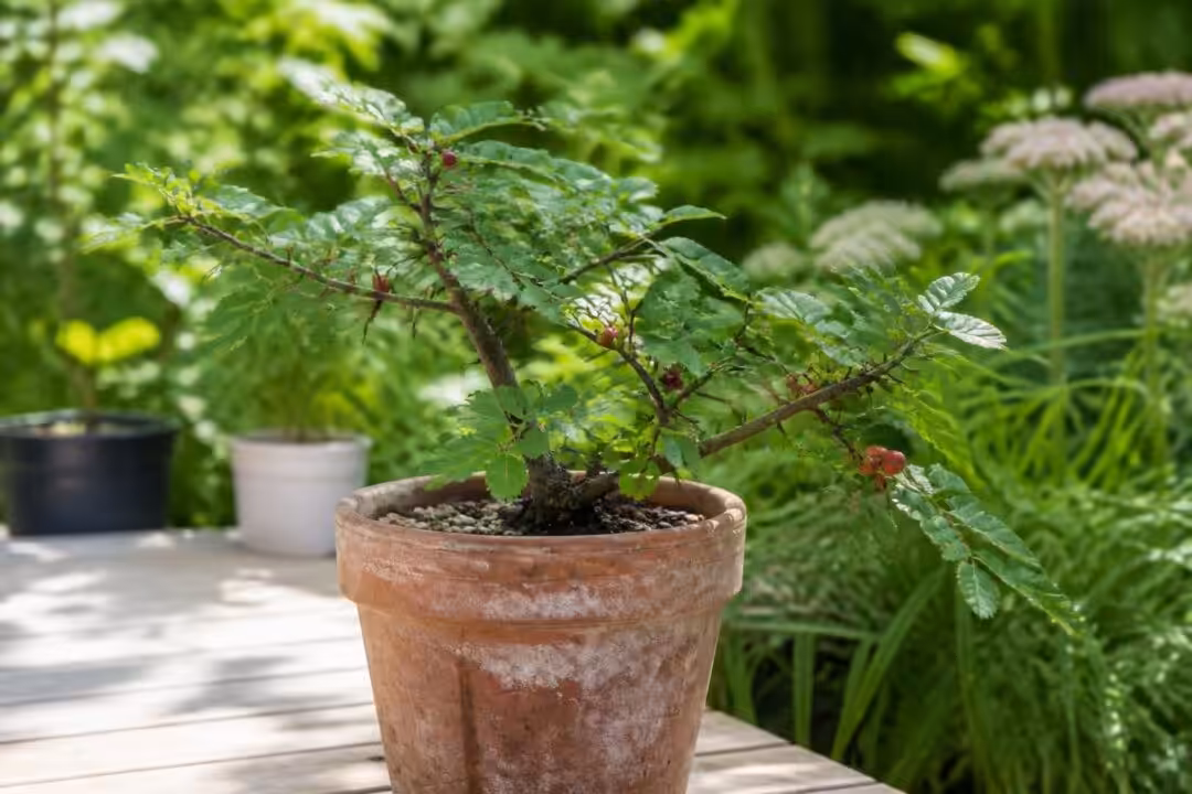 découvrez comment cultiver le zanthoxylum beecheyanum, le poivrier du sichuan, en pot. conseils pratiques, entretien et astuces pour réussir cette plante aromatique chez vous.